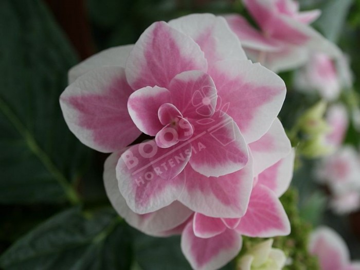 Hortensia star gazer superbe floraison 