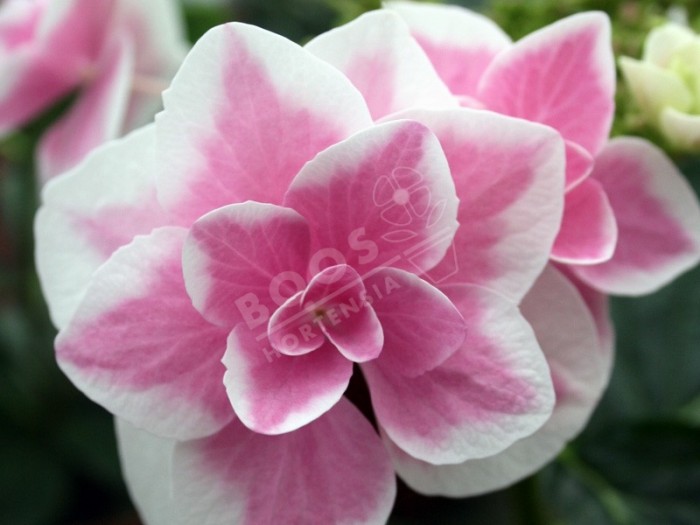 Hortensia star gazer superbe floraison 