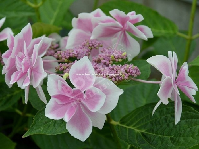 Hortensia star gazer superbe floraison 