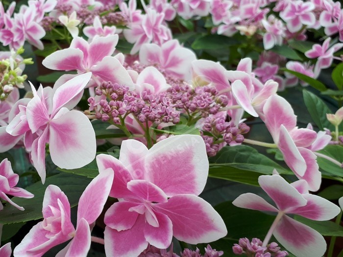 Hortensia star gazer superbe floraison 