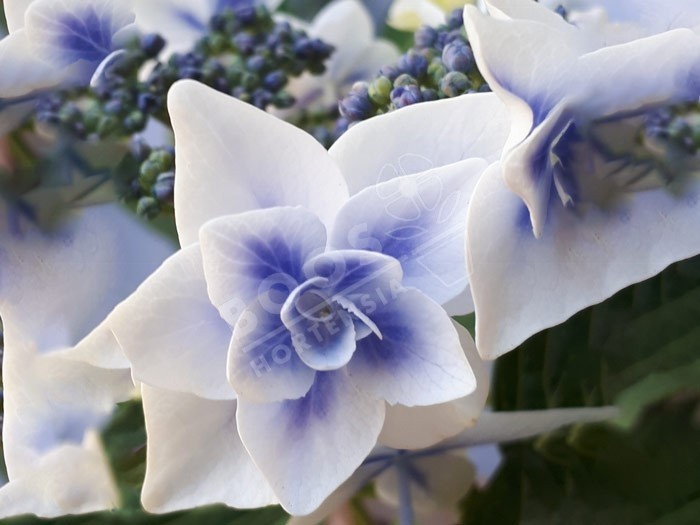 HORTENSIA Star Gazer® en bleu en fleurs