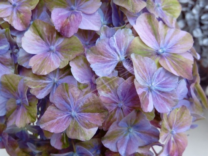 Hortensia Valvert en bleu