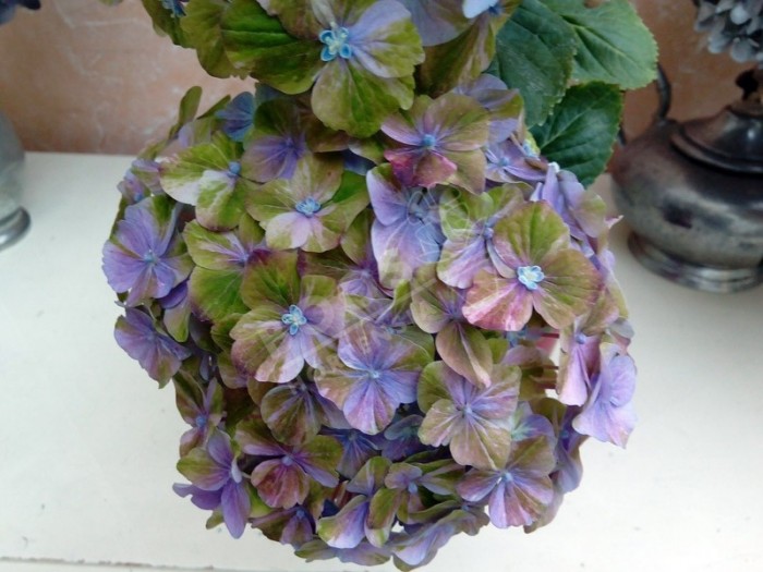 Hortensia Valvert en bleu