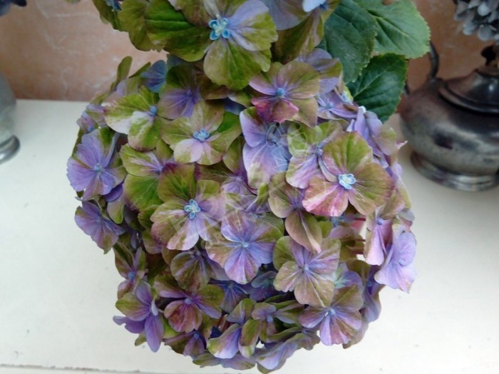 Hydrangea macrophylla HORTENSIA Valvert - Nouveauté