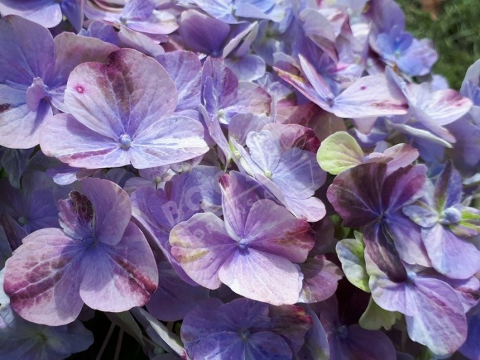 Hortensia Valvert en bleu fin de floraison