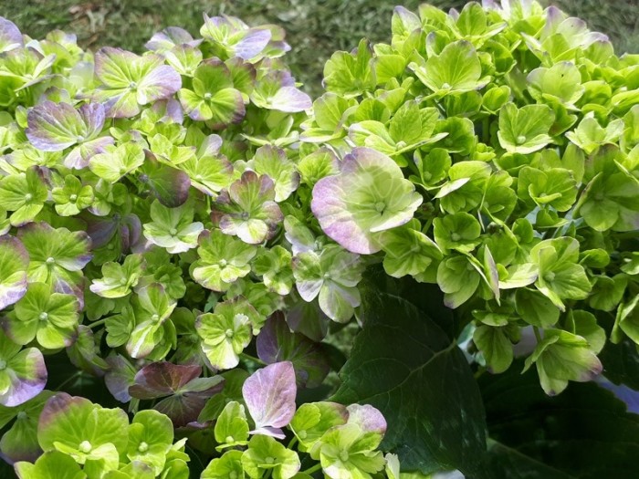 Hortensia Valvert en bleu début de floraison