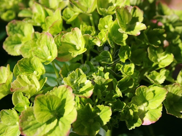 Hortensia Valvert fleurs