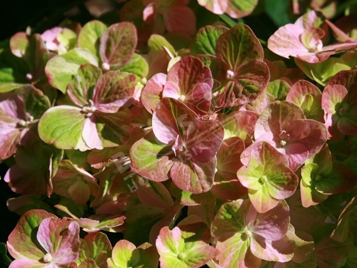 Hortensia Valvert fleurs