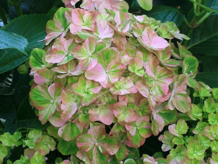 Hortensia Valvert fleurs