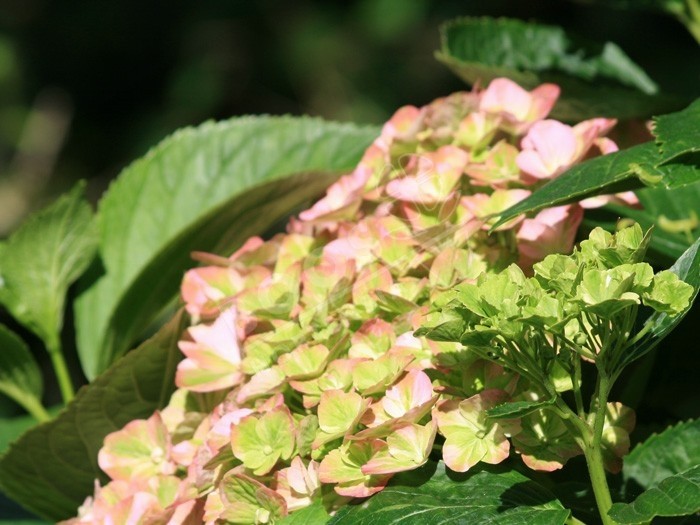 Hortensia Valvert fleurs