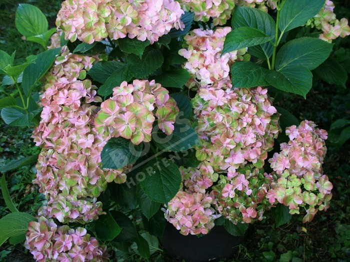 Hortensia Valvert fleurs