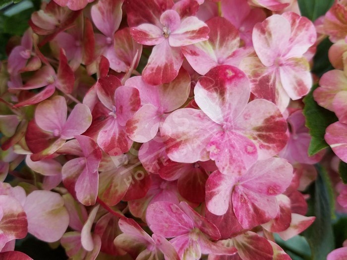 Hortensia Valvert couleur fanaison