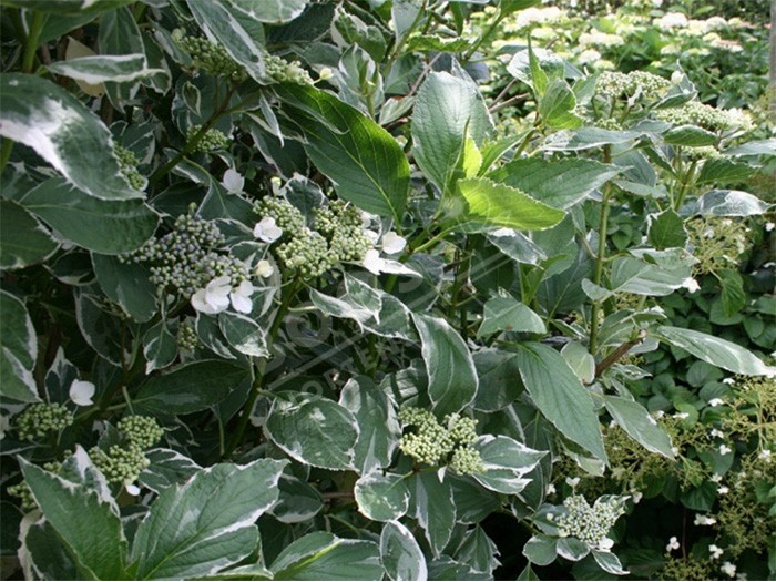 HORTENSIA variegata