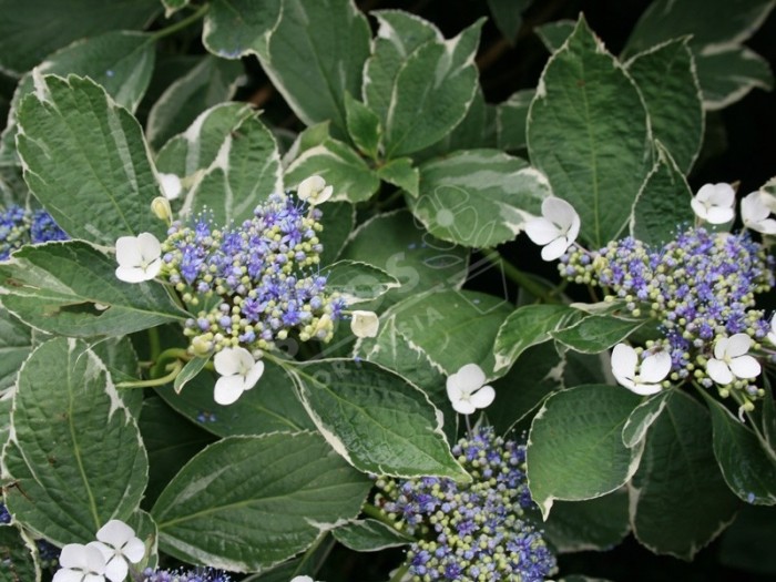 HORTENSIA variegata