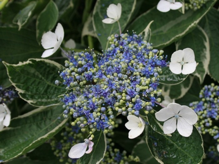 HORTENSIA variegata