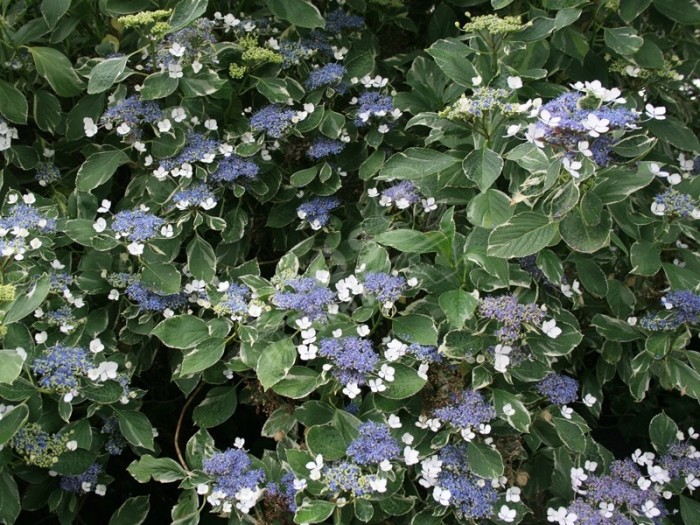 HORTENSIA variegata