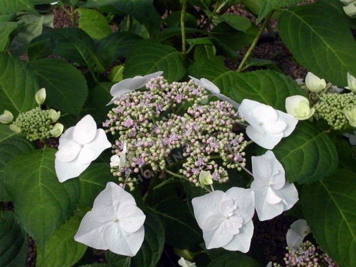 HORTENSIA 'Veitchii' en fleurs