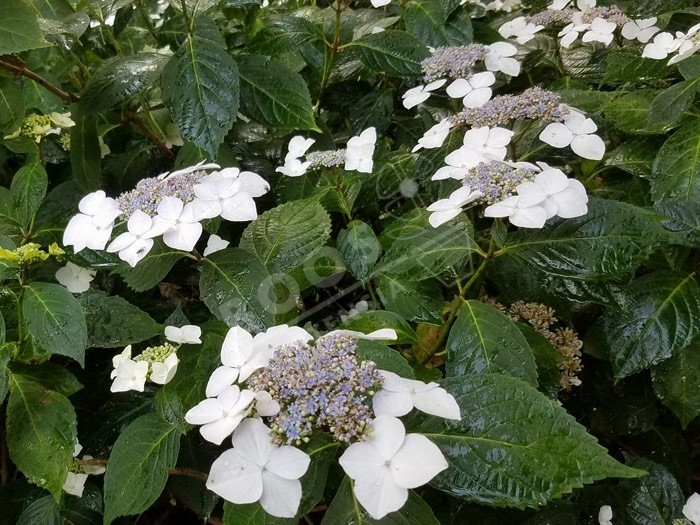 HORTENSIA 'Veitchii' en fleurs