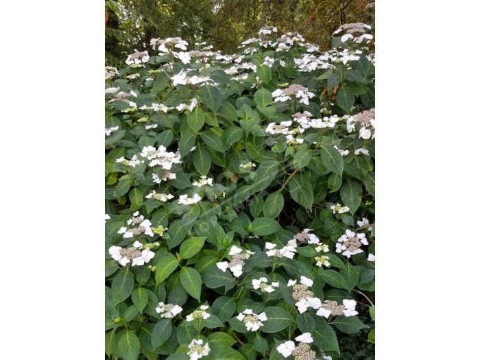 HORTENSIA 'Veitchii' en fleurs