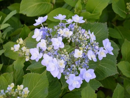 HORTENSIA You&Me® 'Forever'