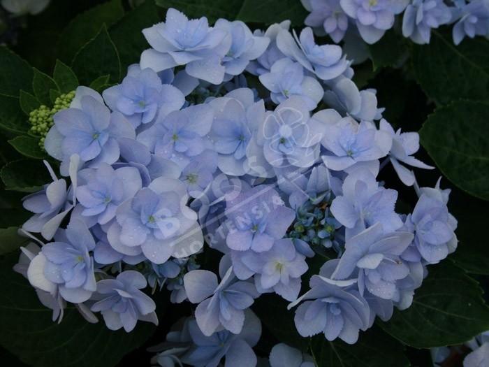 HORTENSIA You&Me® 'Forever'