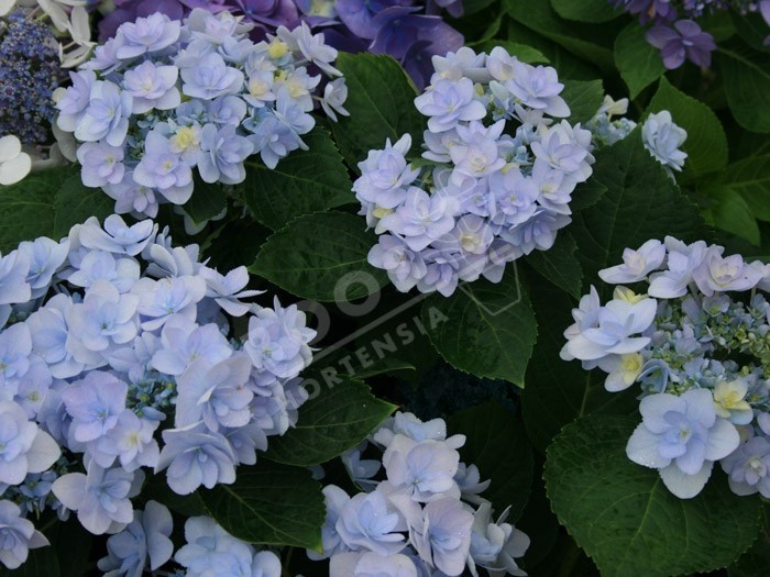 HORTENSIA You&Me® 'Forever'