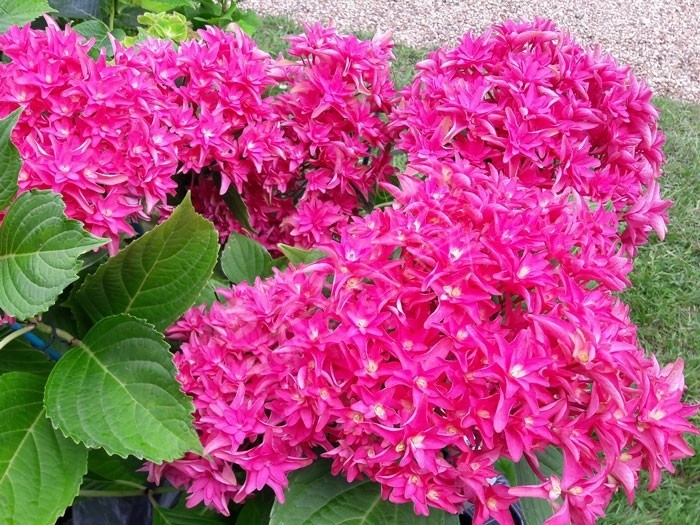 HORTENSIA You&Me® Princess Diana ancien nom Wow Time'