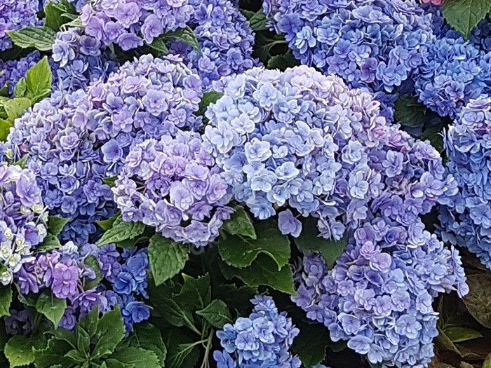 HORTENSIA You&Me® 'Together' en bleu