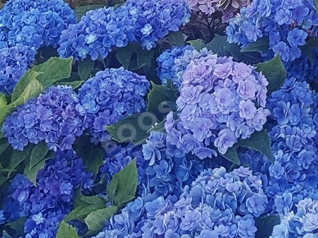 HORTENSIA You&Me® 'Together' en bleu