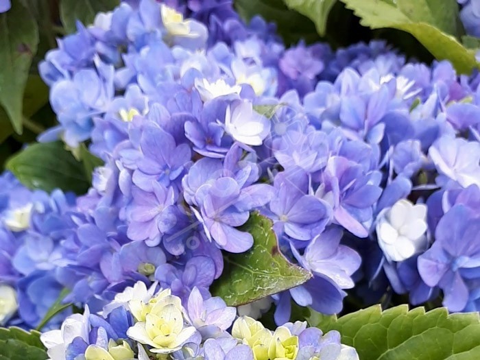 HORTENSIA You&Me® 'Together' en bleu