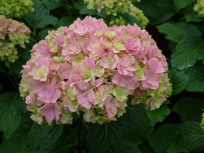 HORTENSIA You&Me® 'Together' fleuron triple