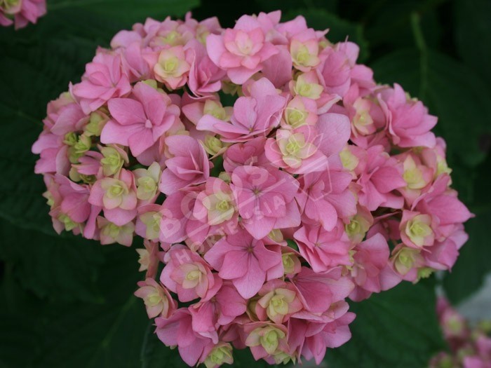 HORTENSIA You&Me® 'Together' fleuron triple