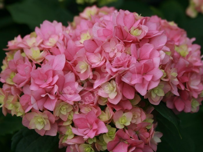 HORTENSIA You&Me® 'Together' fleuron triple