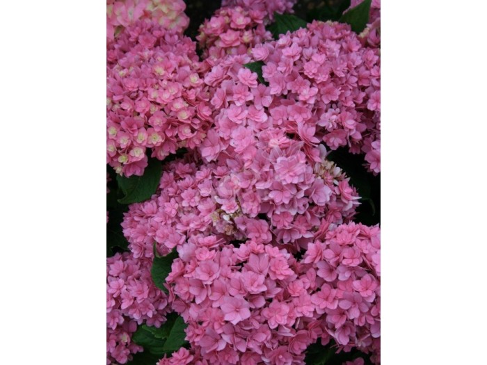 HORTENSIA You&Me® 'Together' fleuron triple