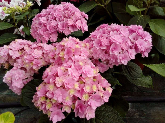 HORTENSIA You&Me® 'Together' fleuron triple