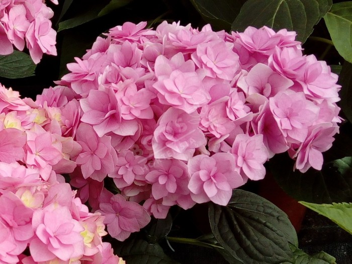 HORTENSIA You&Me® 'Together' fleuron triple