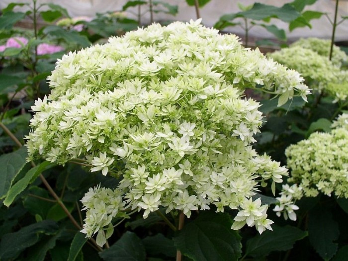 pleine floraison Hortensia Hayes Starburst