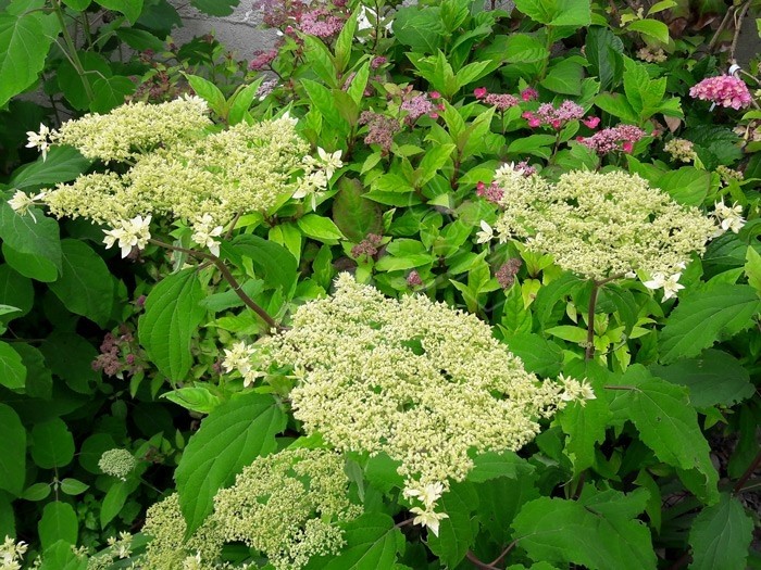 début de floraison Hortensia Hayes Starburst