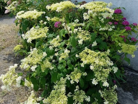floraison Hortensia Hayes Starburst