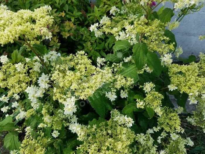 floraison Hortensia Hydrangea arborescens Hayes Starburst