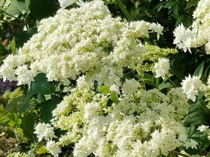 pleine floraison Hortensia Hayes Starburst