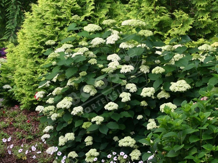 HYDRANGEA arborescens Lime Rickey ® 'SMNHALR'