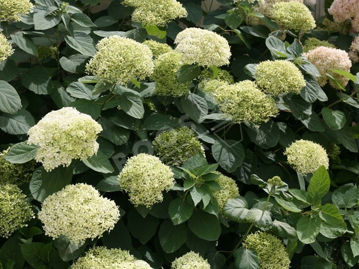 HYDRANGEA arborescens Lime Rickey ® 'SMNHALR'