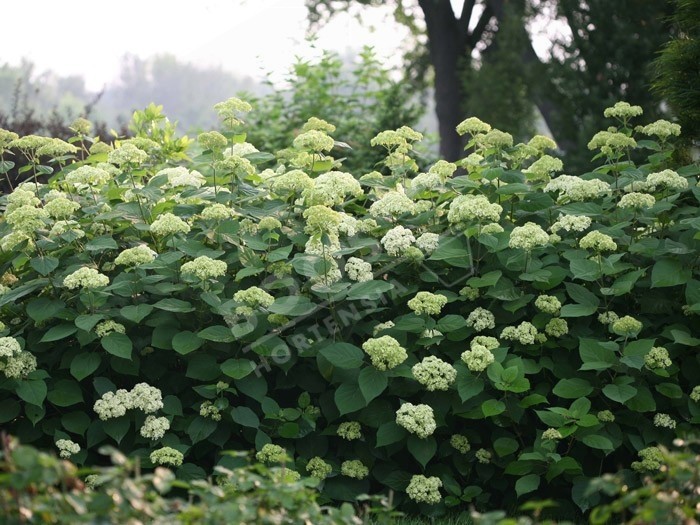 HYDRANGEA arborescens Lime Rickey ® 'SMNHALR'