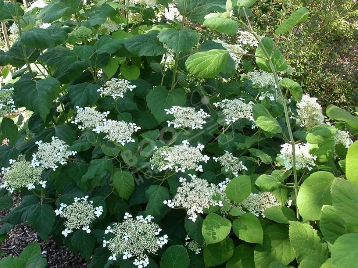 massif d'hortensia arborescens radiata en fleurs