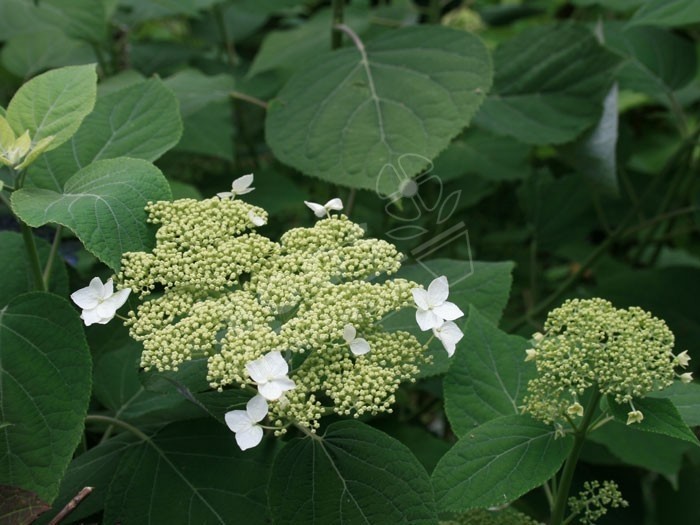 hortensia arborescens radiata en fleurs