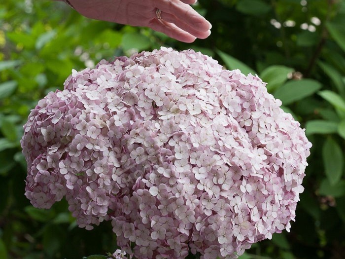 HYDRANGEA arborescens Sweet Annabelle ® 'Ncha4'