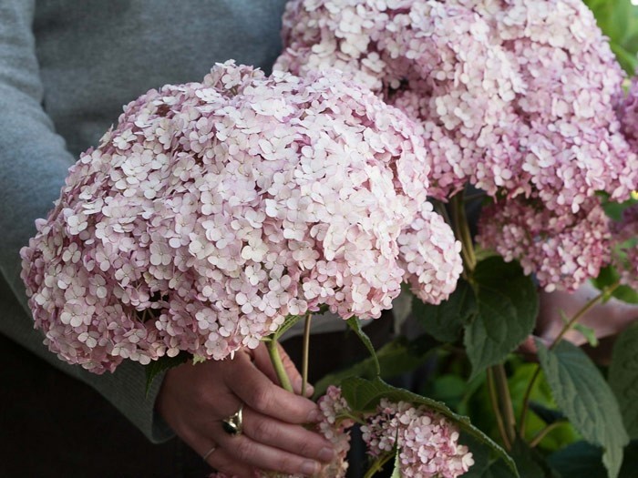 HYDRANGEA arborescens Sweet Annabelle ® 'Ncha4'