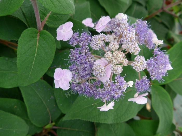 HYDRANGEA aspera 'Anthony Bullivant'