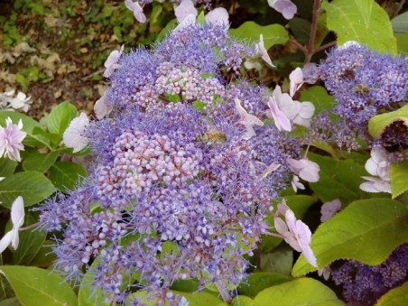 HYDRANGEA aspera 'Anthony Bullivant'